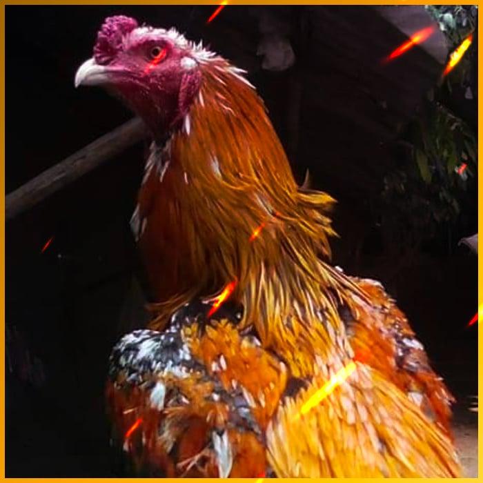 ufabetเข้าสู่ระบบ เว็บเดิมพันออนไลน์ครบเครื่องที่สุดในไทย